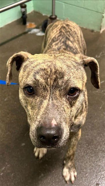 FLIRTINI - Pit Bull Terrier available for adoption