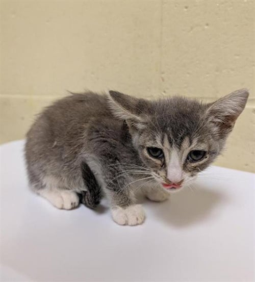 A740448 - Domestic Short Hair available for adoption