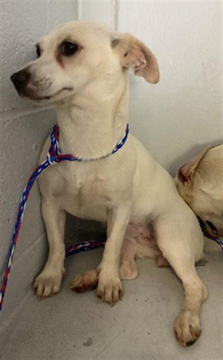 A739536 - Chihuahua available for adoption