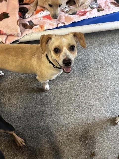 SPENCER - Chihuahua available for adoption
