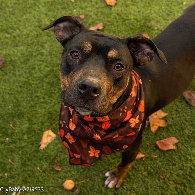 WILLOW - Pit Bull Terrier available for adoption