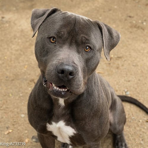 KING CUTIE - Pit Bull Terrier available for adoption