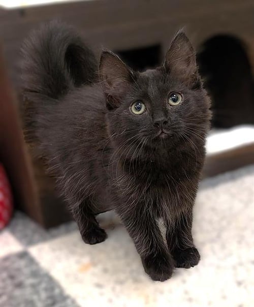 MARCO - Domestic Long Hair available for adoption