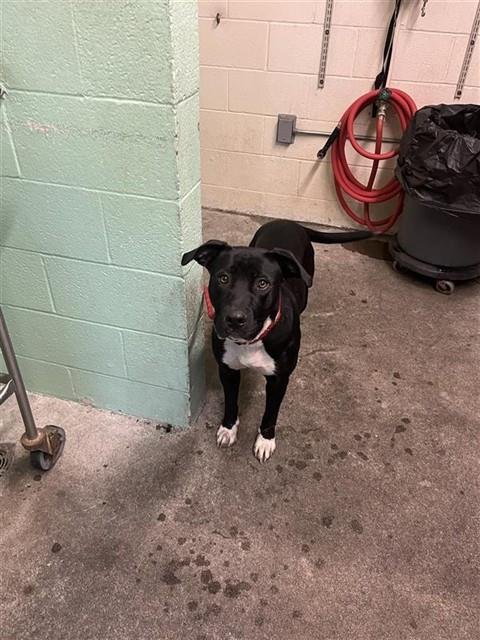 BABY - Pit Bull Terrier available for adoption