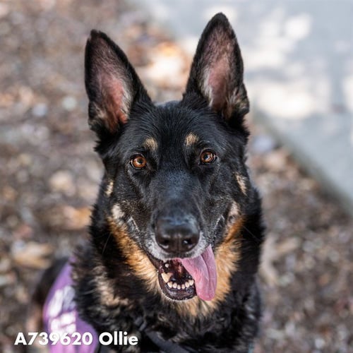 OLLIE - German Shepherd Dog available for adoption