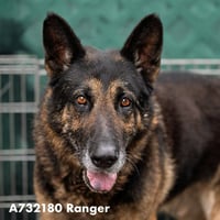 RANGER - Photo 1