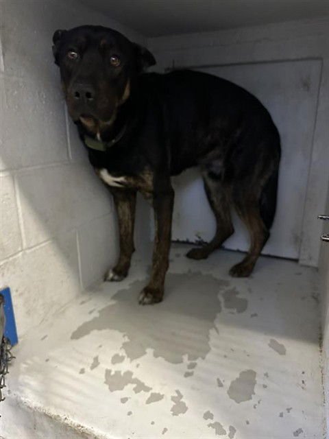 OSO - German Shepherd Dog available for adoption