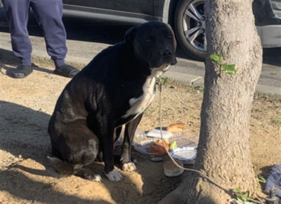 CHIPMUNK - Pit Bull Terrier available for adoption