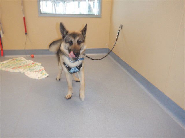 ALDER - German Shepherd Dog available for adoption
