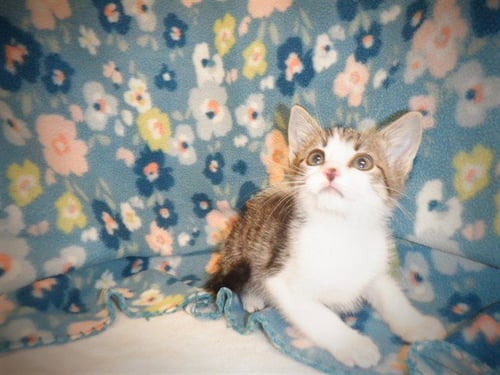 CHARLIE BROWN - Domestic Short Hair available for adoption