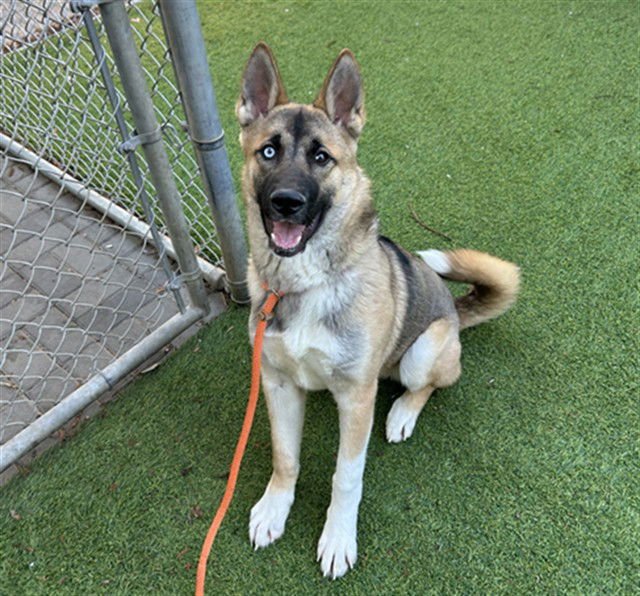 KING KONG - German Shepherd Dog / Siberian Husky available for adoption