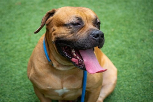 GENO - Bullmastiff available for adoption