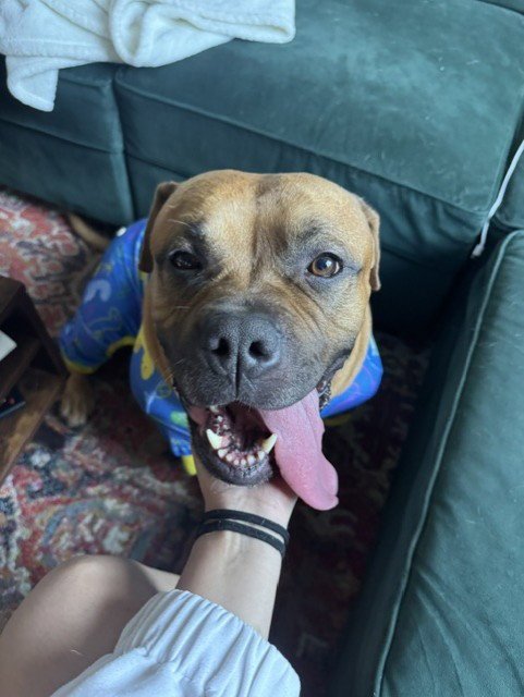 GENO - Bullmastiff available for adoption