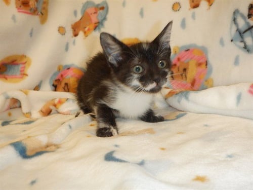 A1411187 - Domestic Short Hair available for adoption
