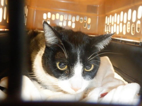 MADISON - Domestic Short Hair available for adoption