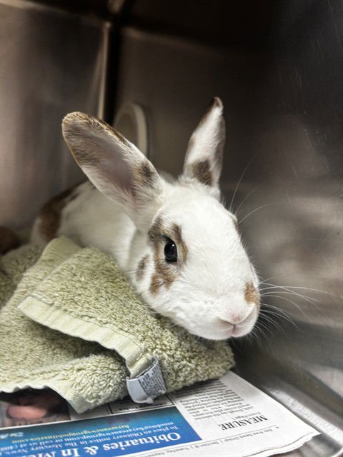 AMORE - Shorthaired Rabbit available for adoption