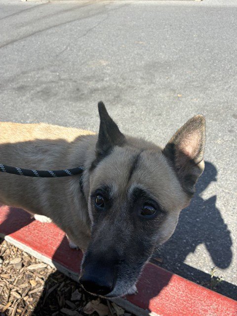 LUNA - German Shepherd Dog available for adoption