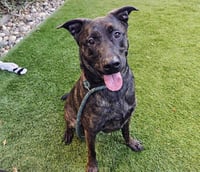 COOPER - Photo 1