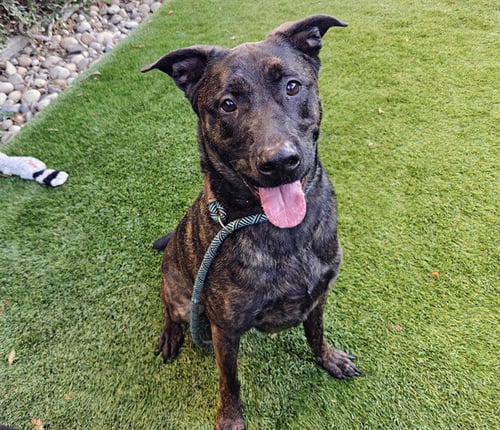COOPER - Labrador Retriever available for adoption