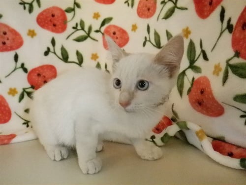 FLOW - Domestic Short Hair available for adoption