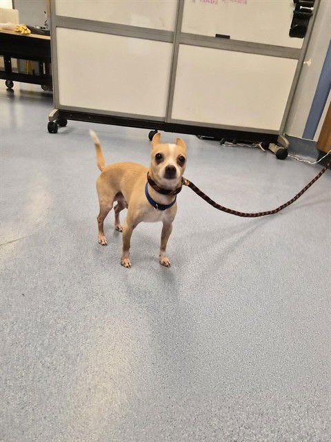 AANG - Chihuahua available for adoption