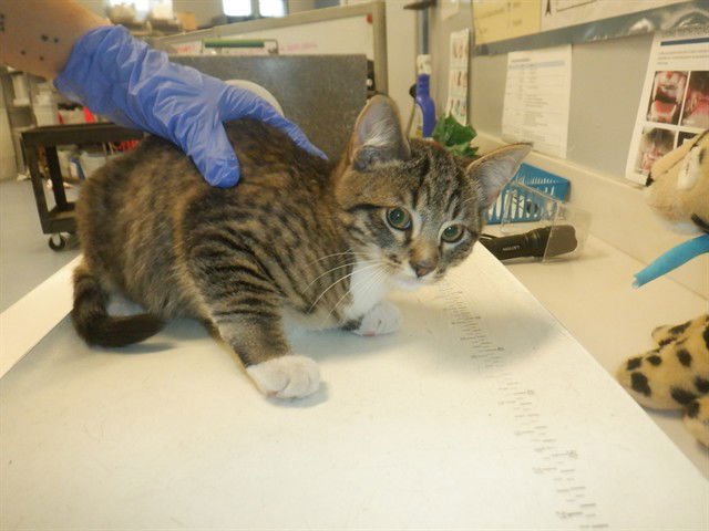 ACHILLES - Domestic Short Hair available for adoption