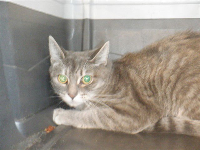 COURAGE - Domestic Short Hair available for adoption