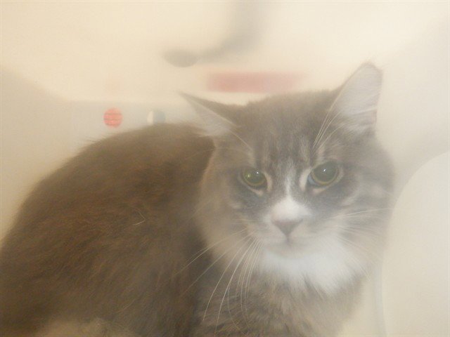 CHARLIE Image