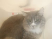 CHARLIE - Photo 1