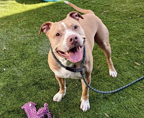 EDDIE - Pit Bull Terrier available for adoption