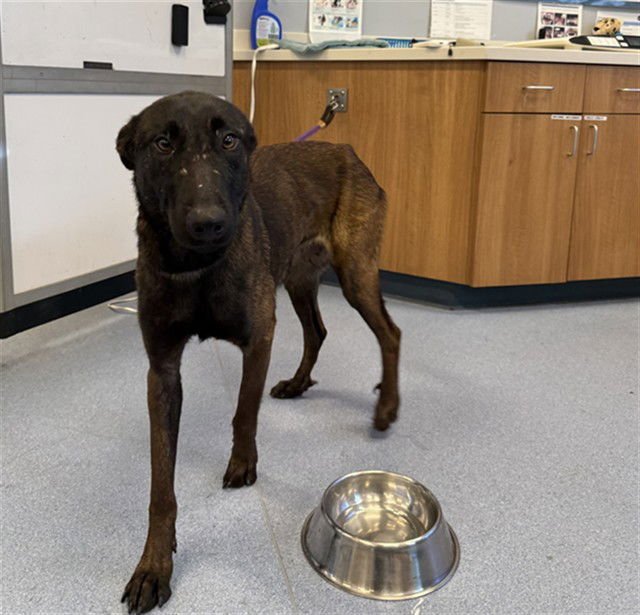 ELOISE - Belgian Shepherd Malinois available for adoption