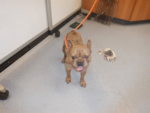 FLASH - French Bulldog available for adoption