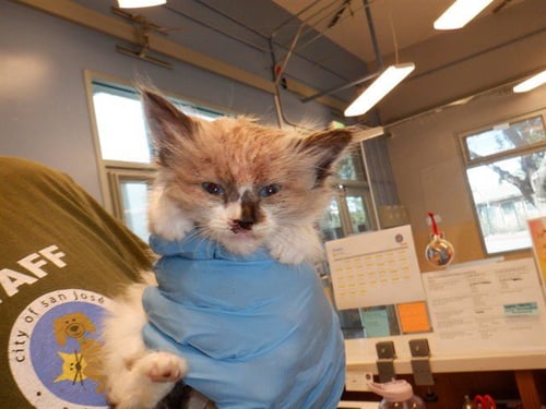 CRUNCHWRAP - Domestic Short Hair available for adoption
