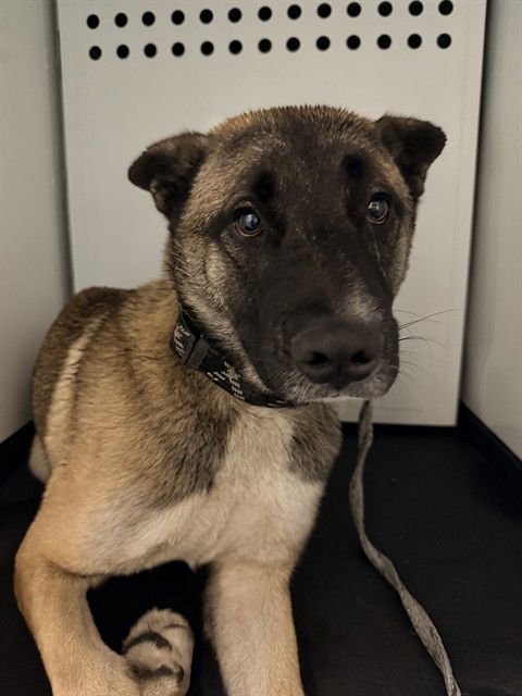 CHEWBACCA - Akita available for adoption