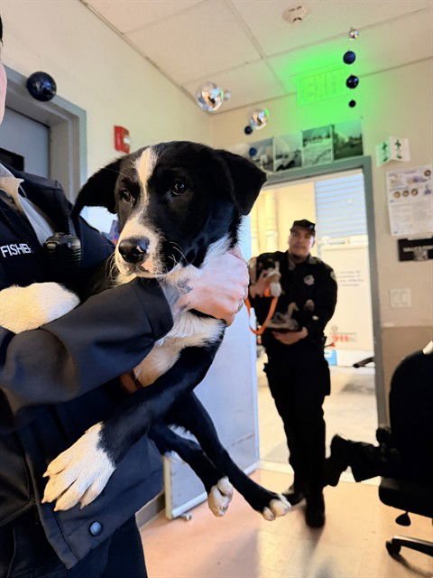 TOSTADA - Border Collie available for adoption
