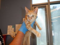 SIMBA - Photo 1
