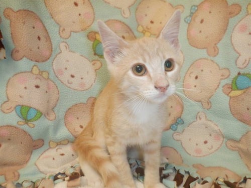 ROWLEY - Domestic Short Hair available for adoption