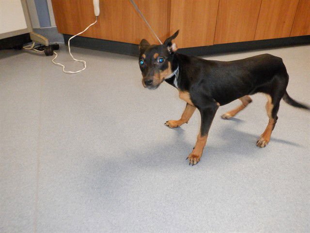 POPPET - Manchester Terrier available for adoption