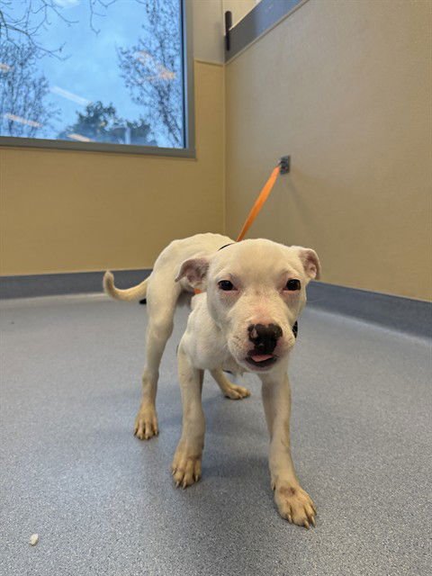 SPECTRE - Miniature Bull Terrier available for adoption