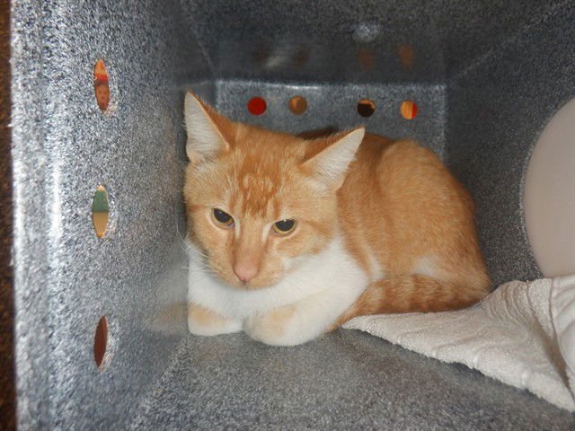 RODGER - Domestic Short Hair available for adoption