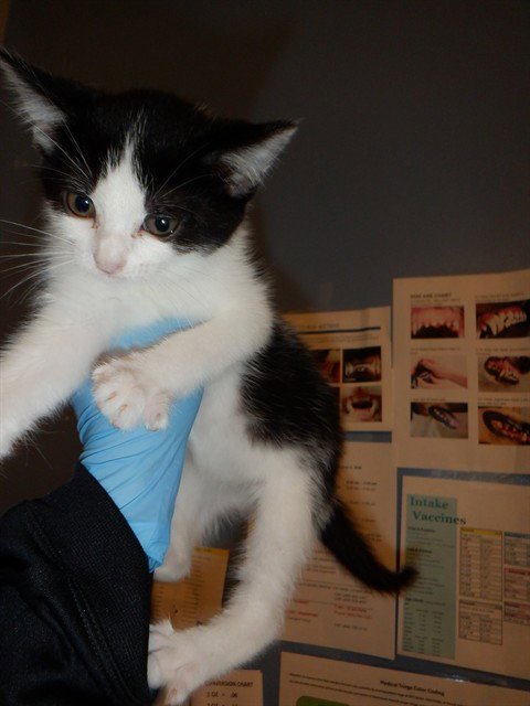 CARLY - Domestic Short Hair available for adoption