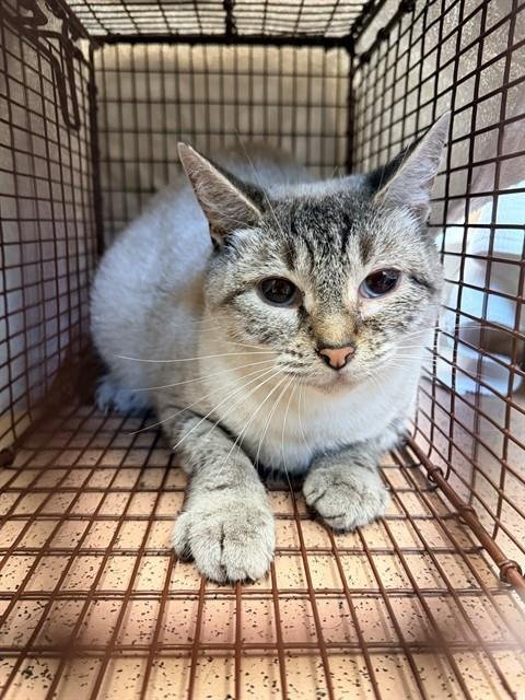 PJ - Domestic Short Hair available for adoption