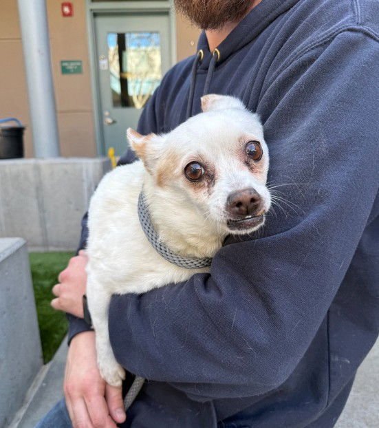 MATILDA - Chihuahua available for adoption