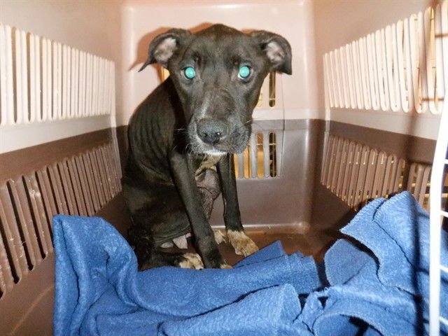 DAHLIA - Pit Bull Terrier available for adoption