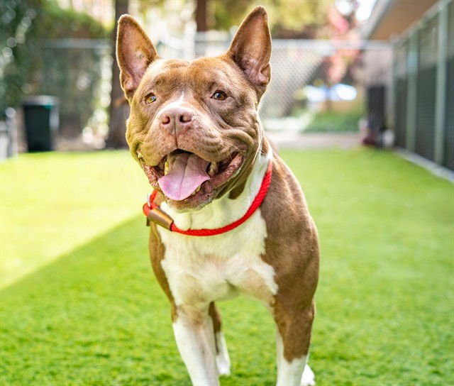 TWIX - Pit Bull Terrier available for adoption