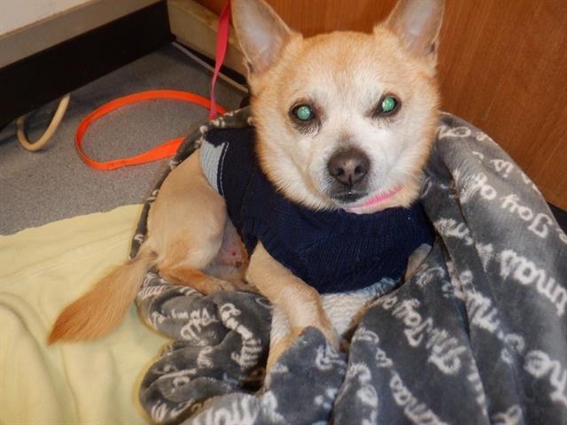 MONEY - Chihuahua / Shiba Inu available for adoption