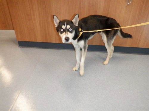 KLEE - Alaskan Klee Kai available for adoption