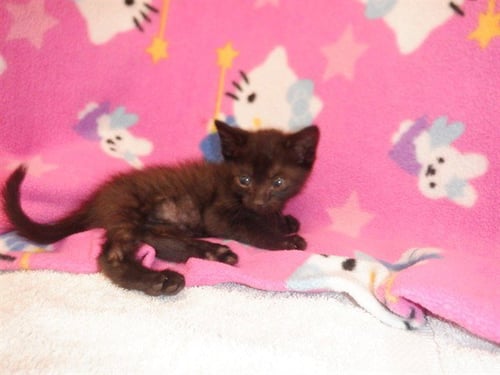 BUZZ - Domestic Short Hair available for adoption