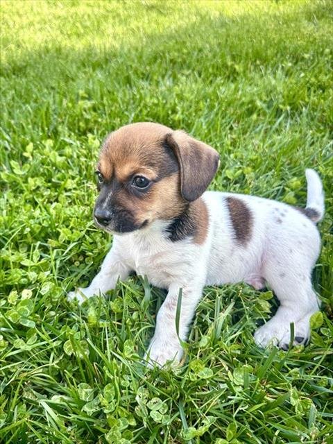 SNICKERDOODLE - Chihuahua available for adoption