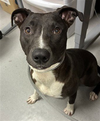 POSSUM - Labrador Retriever / Pit Bull Terrier available for adoption